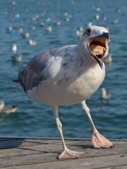 Larus michahellis