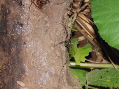 Sadocus polyacanthus