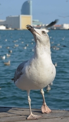 Larus michahellis