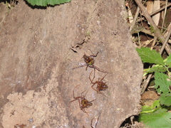 Sadocus polyacanthus