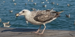 Larus