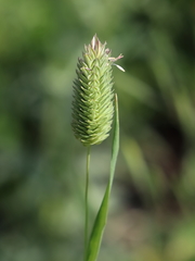 Phalaris brachystachys