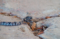 Trimorphodon biscutatus