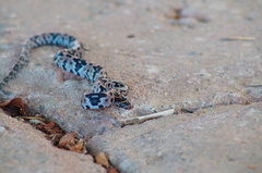 Trimorphodon biscutatus