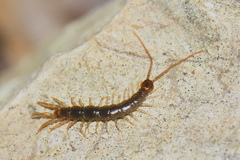 Lithobius calcaratus