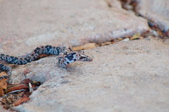 Trimorphodon biscutatus