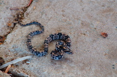 Trimorphodon biscutatus