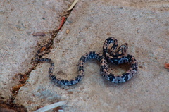 Trimorphodon biscutatus