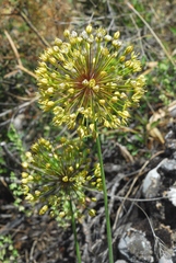 Allium eriocoleum