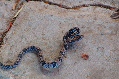 Trimorphodon biscutatus