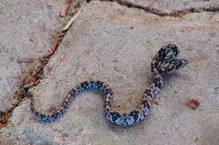 Trimorphodon biscutatus