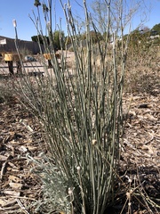 Asclepias subulata
