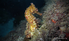 Hippocampus kelloggi