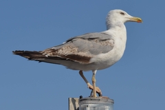 Larus michahellis