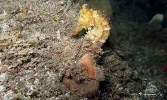 Hippocampus kelloggi