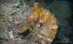 Hippocampus kelloggi