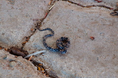 Trimorphodon biscutatus