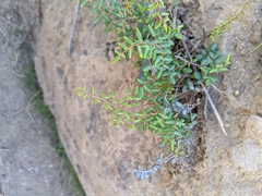 Pellaea andromedifolia pubescens
