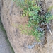Pellaea andromedifolia pubescens - Photo (c) Kellie Uyeda, algunos derechos reservados (CC BY-NC), subido por Kellie Uyeda