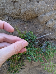Pellaea andromedifolia pubescens