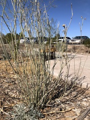 Asclepias subulata