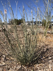 Asclepias subulata