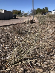 Asclepias subulata