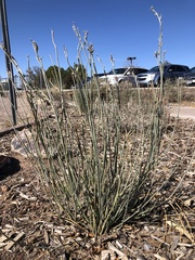 Asclepias subulata