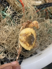 Eucrate crenata
