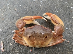 Eucrate crenata
