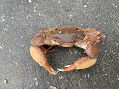 Eucrate crenata