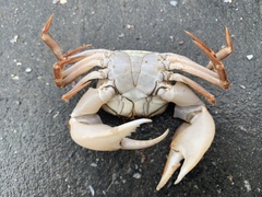 Eucrate crenata