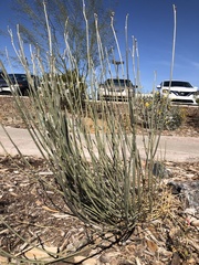 Asclepias subulata