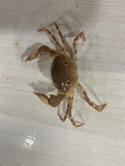 Eucrate crenata