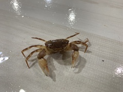 Eucrate crenata