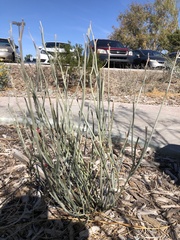 Asclepias subulata