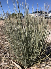 Asclepias subulata