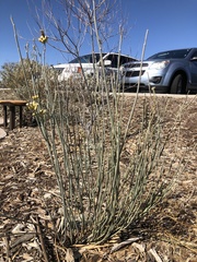 Asclepias subulata