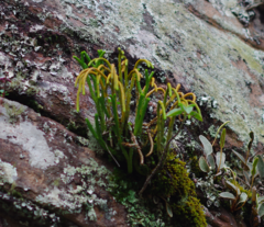 Phlegmariurus saururus