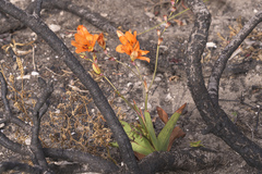 Tritonia deusta miniata