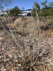 Asclepias subulata