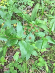 Thaspium trifoliatum trifoliatum