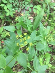 Thaspium trifoliatum aureum