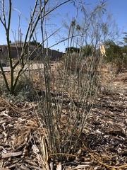 Asclepias subulata
