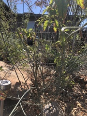 Asclepias subulata