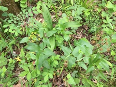 Thaspium trifoliatum aureum