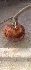 Annona reticulata