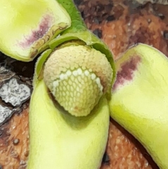 Annona reticulata