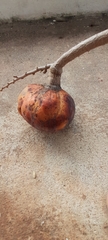 Annona reticulata