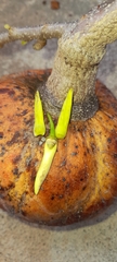 Annona reticulata